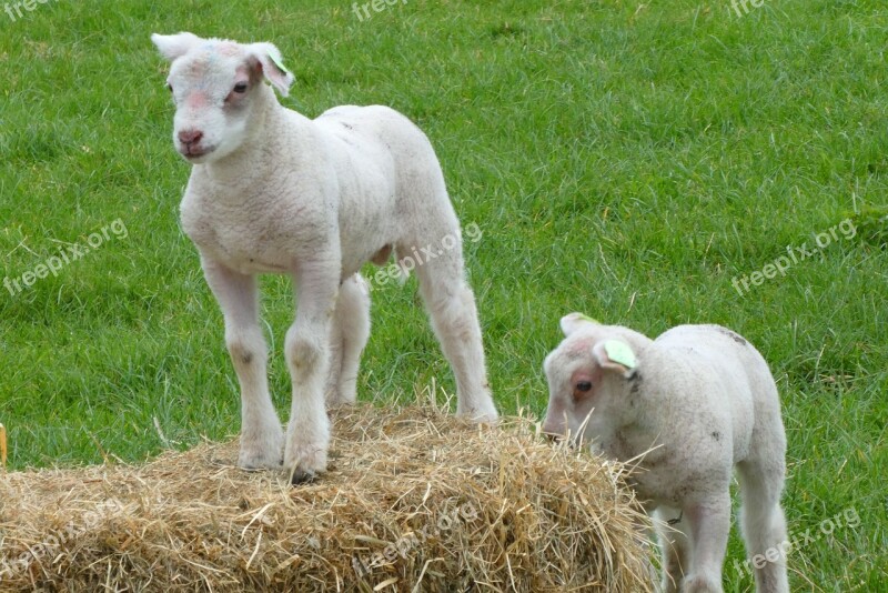 Lambs Spring Pasture Nature Outdoor Life