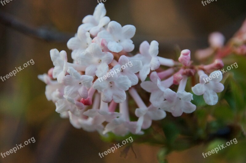 Flowers Nature Spring Blossoms Relaxation Free Photos