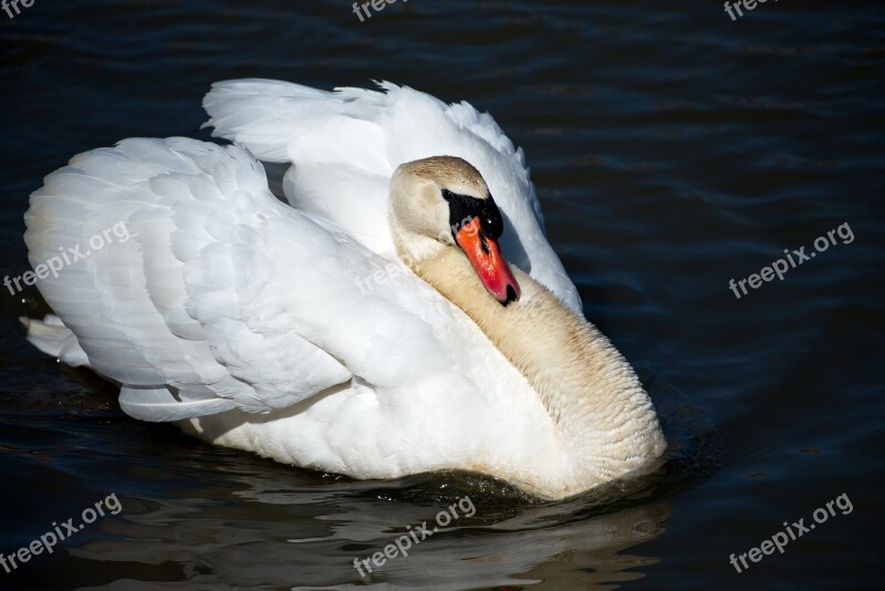 Bird Swan Wildlife Water Free Photos