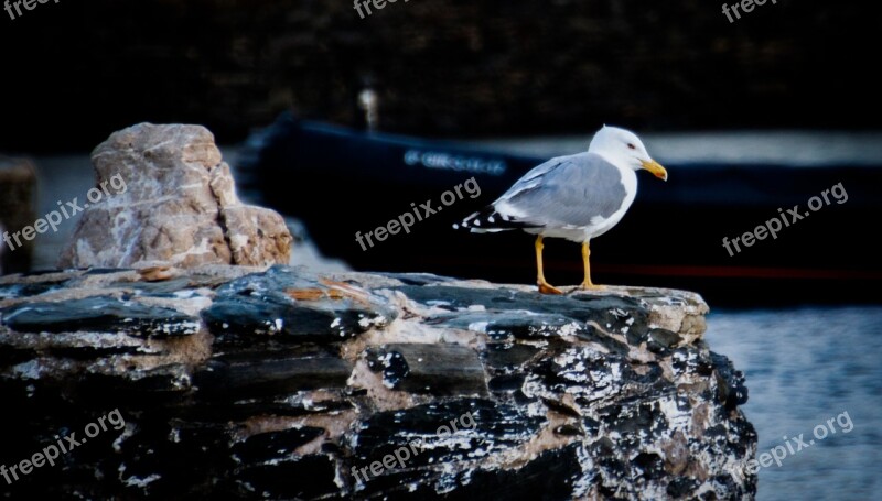 Seagull Sea Bird Seagull At The Water's Edge Free Photos