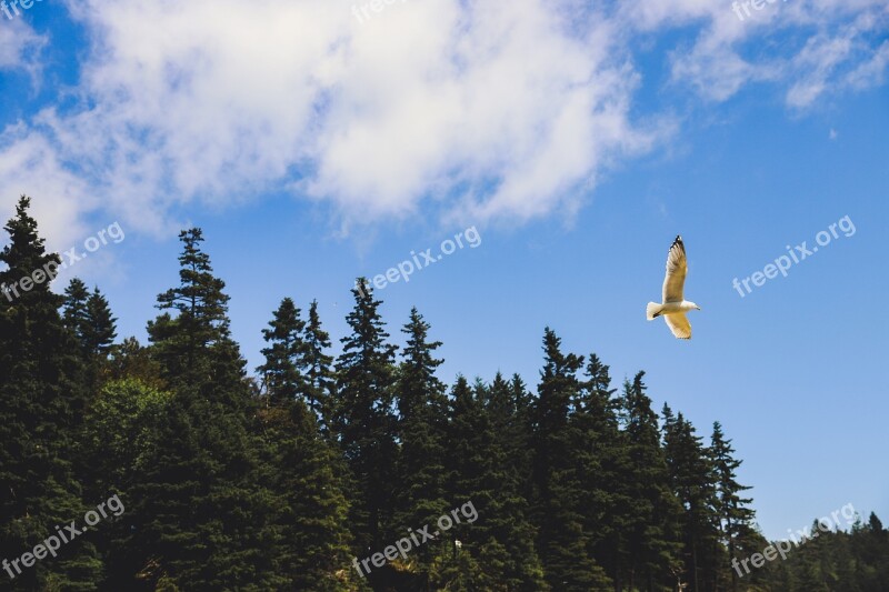 Acadia National Park Maine Nature Water