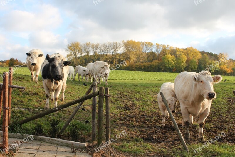 Nature Clouds Outdoor Cows Free Photos