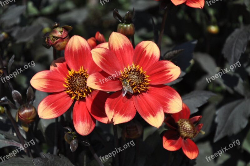 Dahlias Summer Flowers Insect Bee