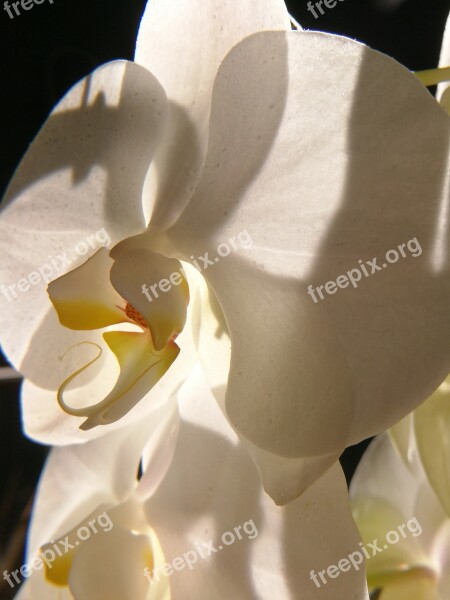 Nature Beautiful Orchid Blossom Bloom