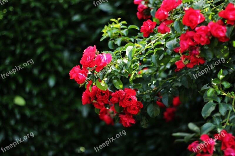 Rose Red Blossom Bloom Flower