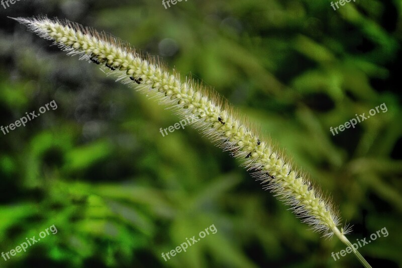 Sedge Family Grass Field Biology Biography Landscape