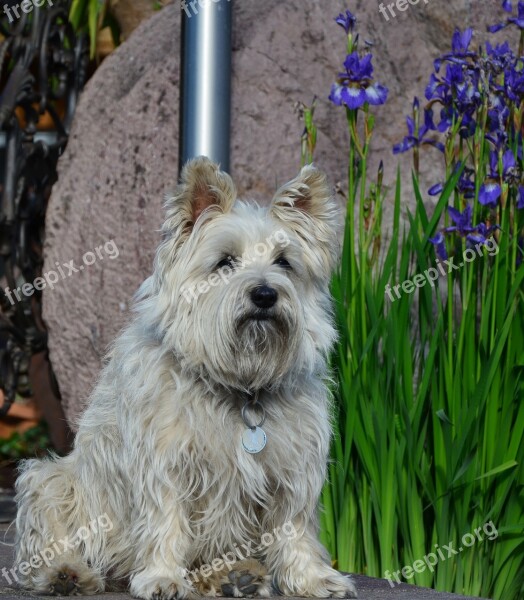 Dog Animal Pet Animal Portrait Free Photos