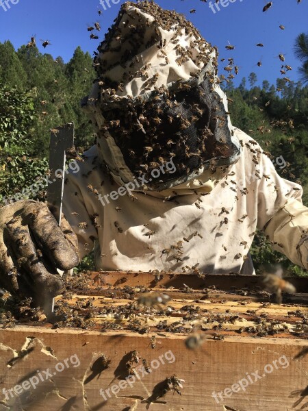 Beekeeping Bees Ara Honey Hive