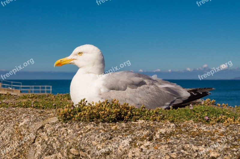 Seagull Sea Water Sky Bird