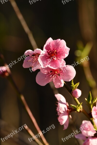 Flowers Pesco Rosa Bloom Spring