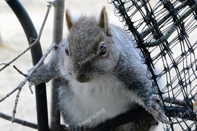 Squirrel Young Perched Wary Staring