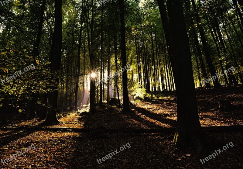 Forest Nature Mysterious Sunlight Shadow