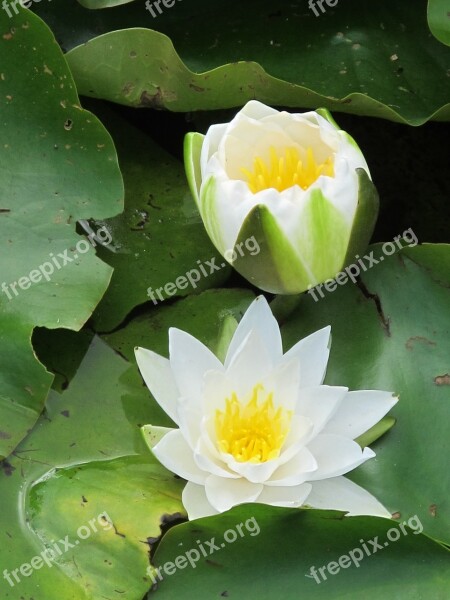 Lily White Lily Water Lily Lily Pond Flowering