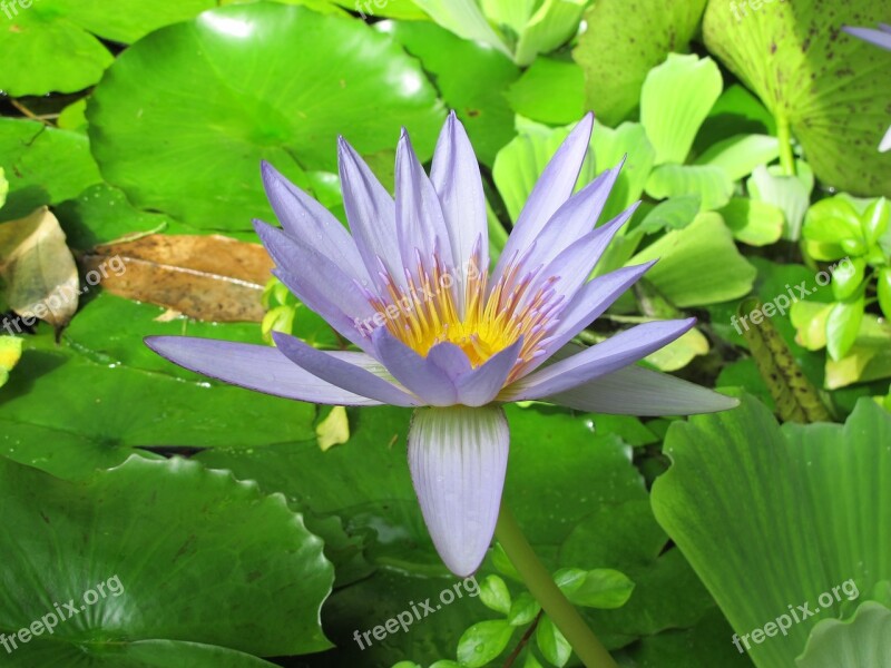 Lily Lilac Lily Water Lily Lily Pond Flowering