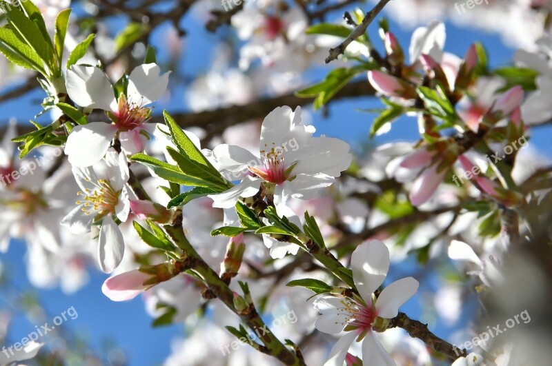 Spring Flower Spring Kikelet Pansio Nature Flowers