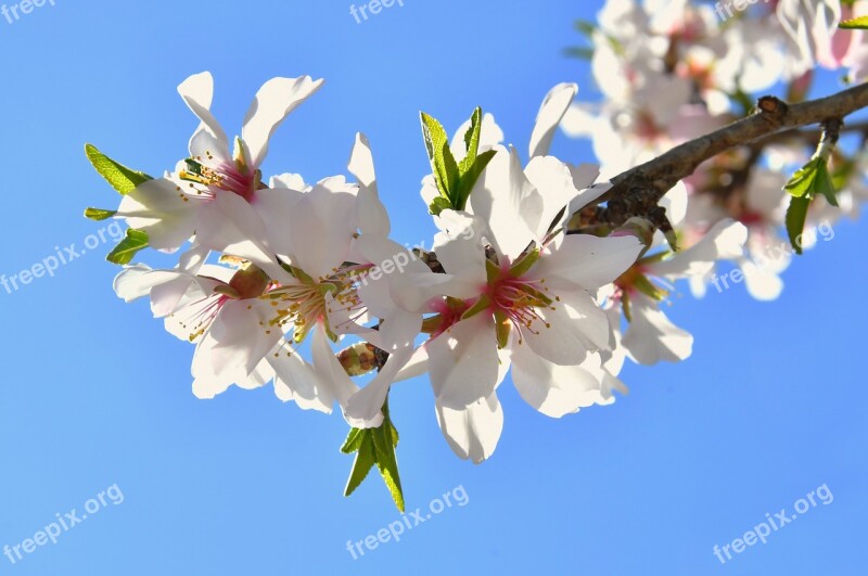 Spring Flower Spring Kikelet Pansio Nature Flower