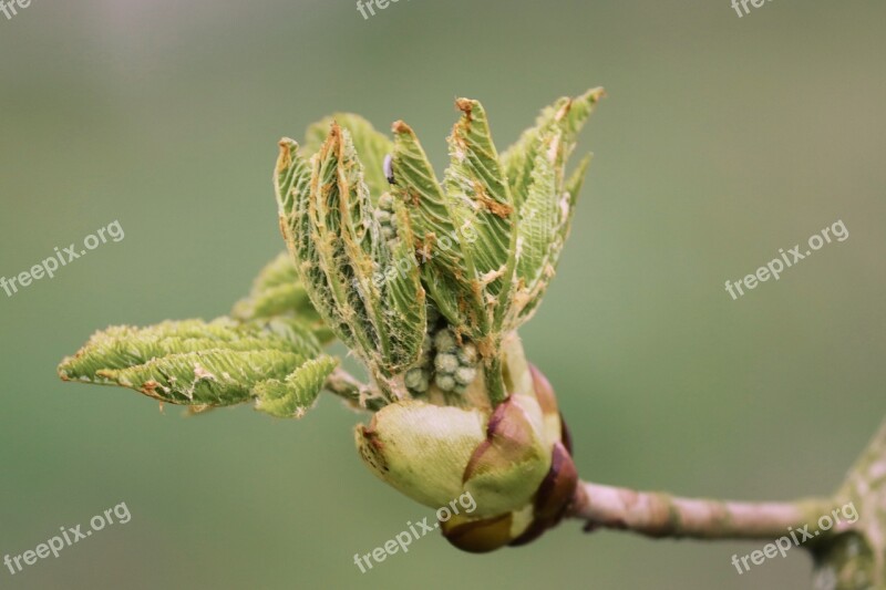 Bud Chestnut Leaf Bud Leaf Breaking Up