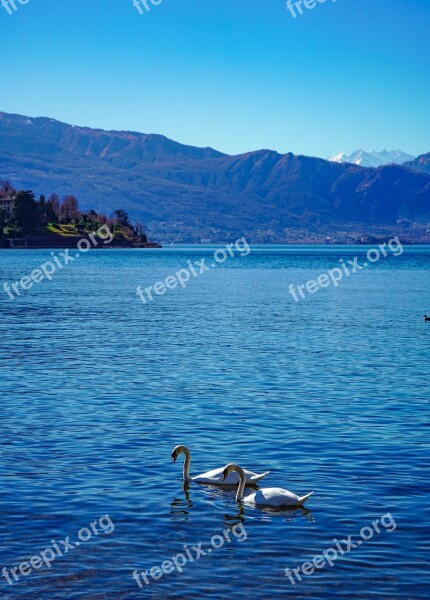 Swans Swan Lake Elegance Water