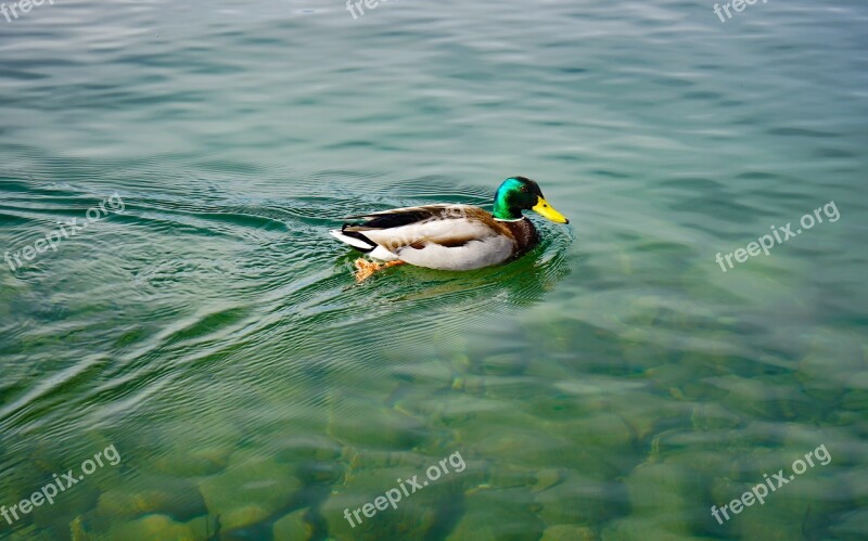 Germano Capoverde Anatidae Duck Lake