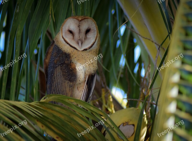 Owl Bird Nature Plumage Eyes