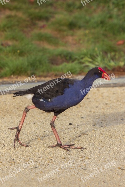 Pukeko Bird Walking Blue Red