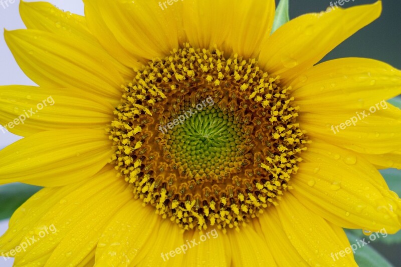 Sunflower Yellow Flower Bright Summer