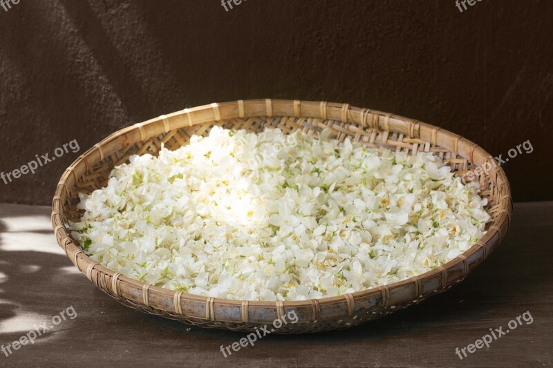 Jasmine Drying Harvest Petals Flowers