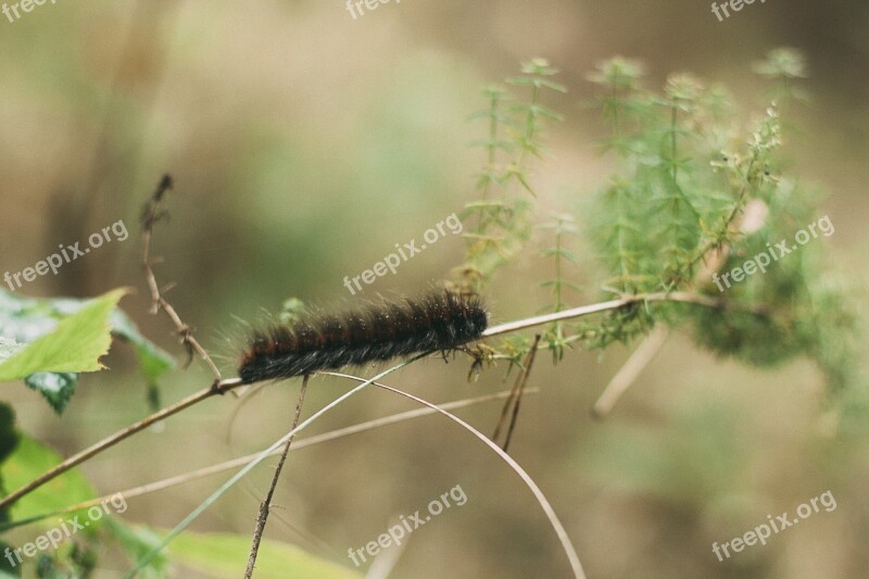 Caterpillar Macro Forest Insect Greens