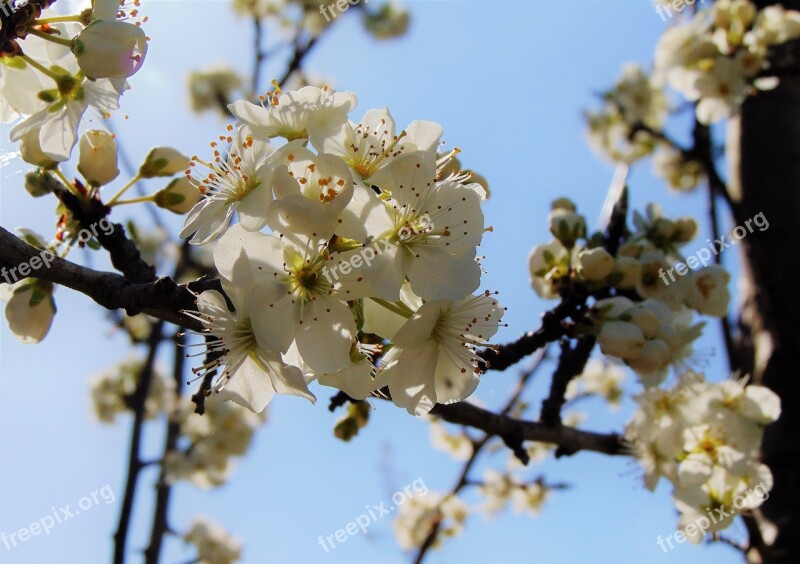 Spring Blossom Apple Blossom Blossoms Free Photos