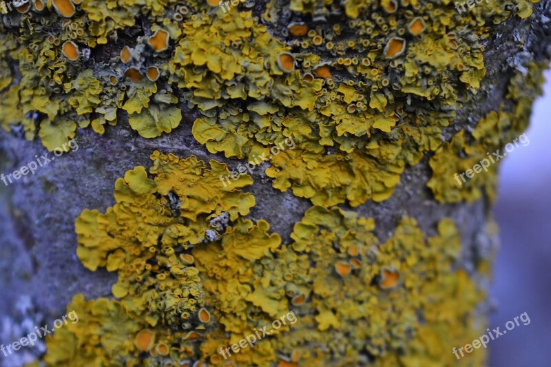 Tree Moss Lichen Nature Tribe