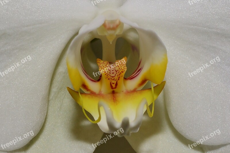 Orchid Blossom Bloom Phalaenopsis Close Up