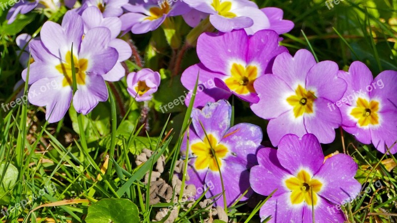 Landscape Nature Flowers Spring Grass