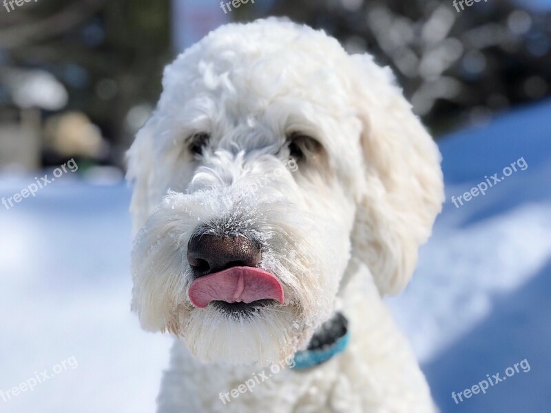 Dog Puppy Goldendoodle Pet Animal