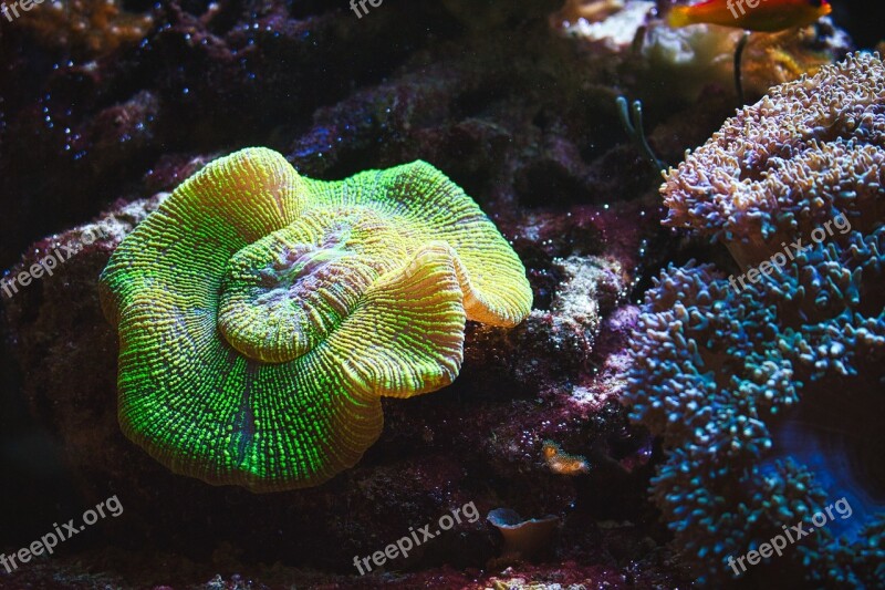 Aquarium Coral Nemo Tropical Fish