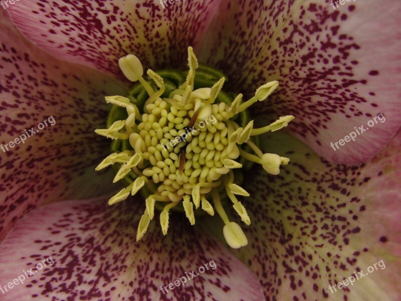 Christmas Rose Speckled Rose Violet Garden