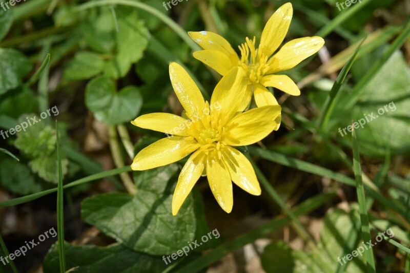 Flowers Flowers Gold Buttons Green Leaves Yellow Flowers Plants Yellow Fields