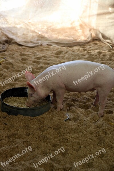 Pig Animal Eating Cute Healthy