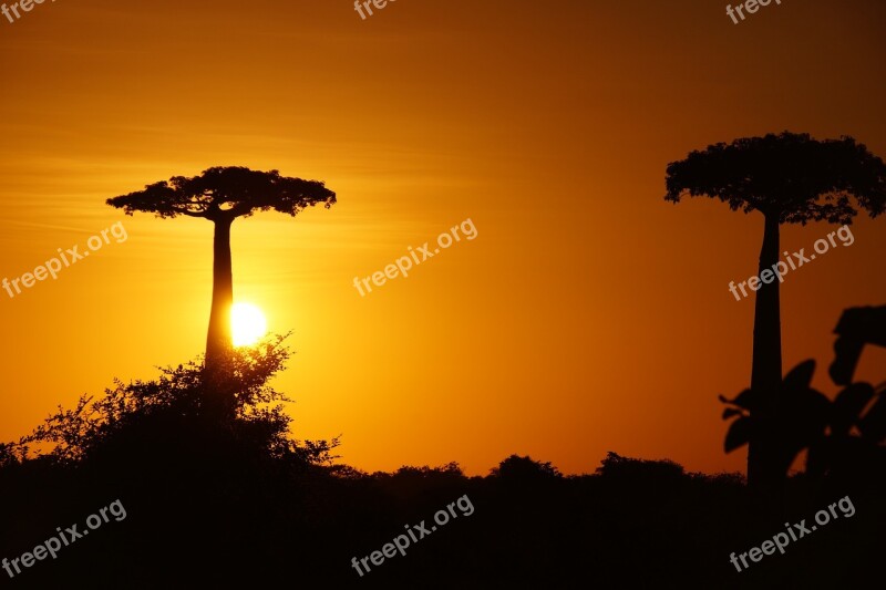 Madagascar Baobab Tree Trunk Africa