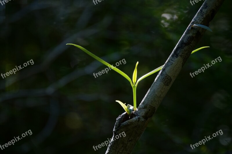 Plant Young Nature Sprout Seedling