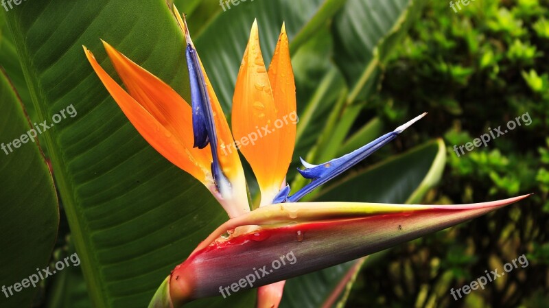 Strelitzia Tailed Exotic Flower Drops Of Water