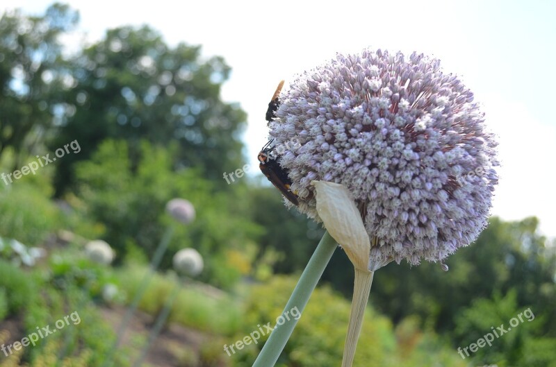 Nature Flowers Hornet Free Photos