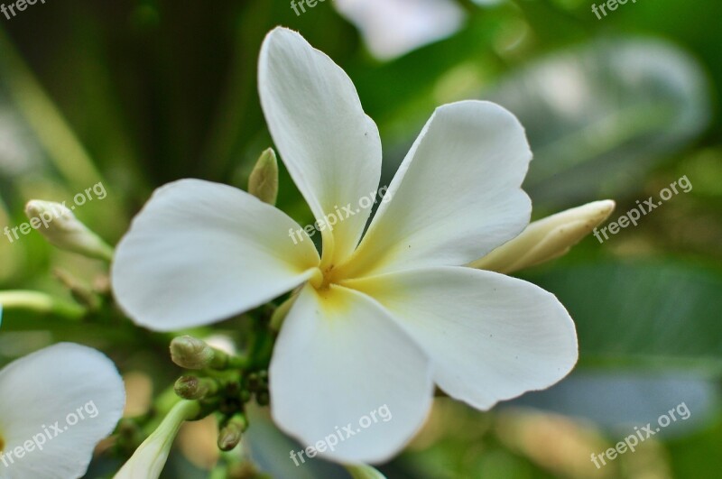 Flower White Blooming Flora Free Photos