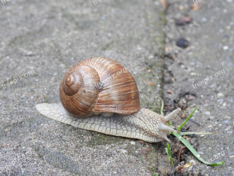 Snail Spring Winniczek Creep A House For Snails