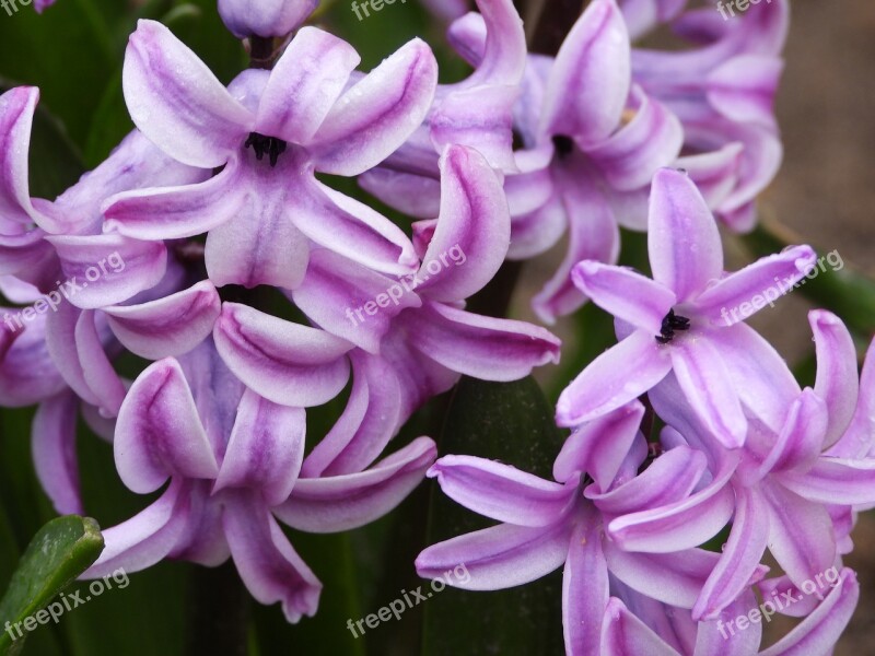 Hyacinth Flower Onion Violet Garden