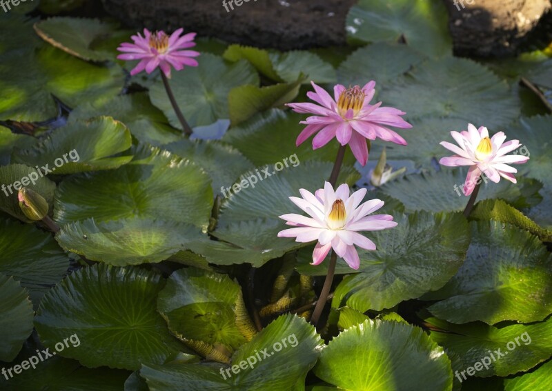 Waterlily Aquatic Plant Nymphaea Pond Bud