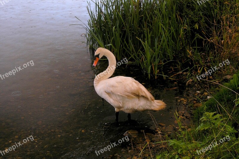 Swan Rain Nature More Drops