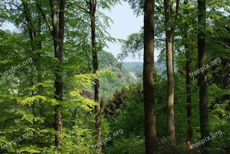 Trees Landscape Forest Arboretum Belgium