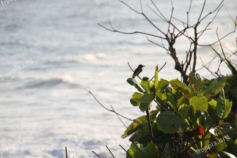 Copacabana Brazilwood Ocean Bird Marin