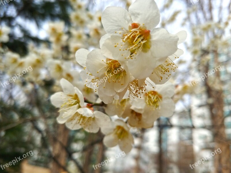 Cherry Blossoms Nature Natural Beautiful Park