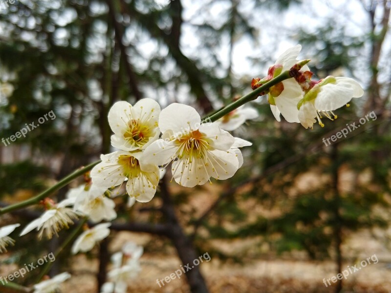 Cherry Blossom Sakura Spring Flowers Blossom Beautiful